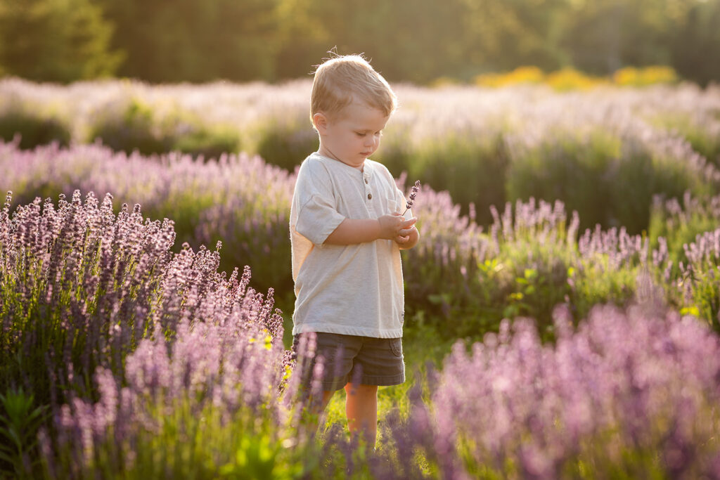 Photo of little boy standnig in a lavender field taken by Portraits by Kendra Photography durng her Golden Hour in the Lavender Fields Limited Edition Photo Session