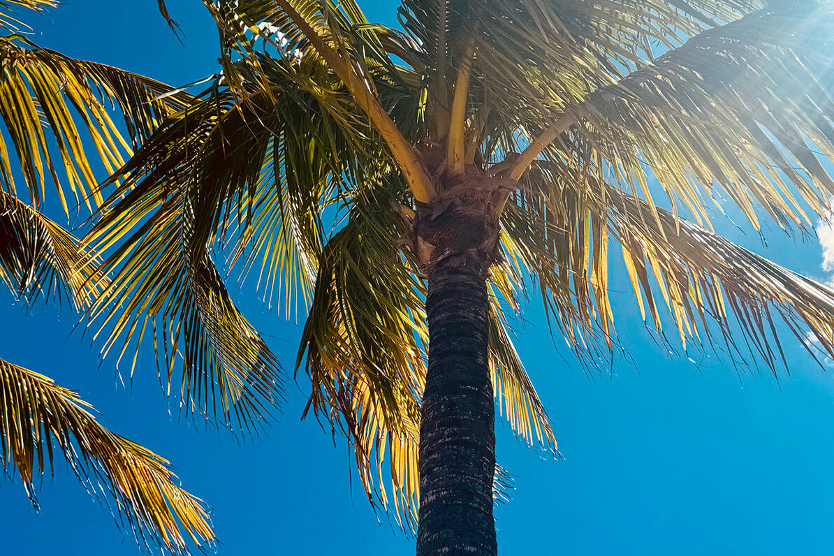 Palm trees in Miami at Bayfront Park