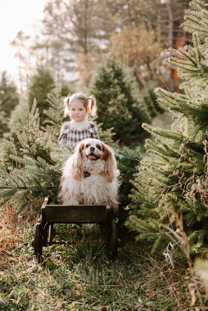 Tree Farm family photo session, Kitchener-Waterloo family photographer.