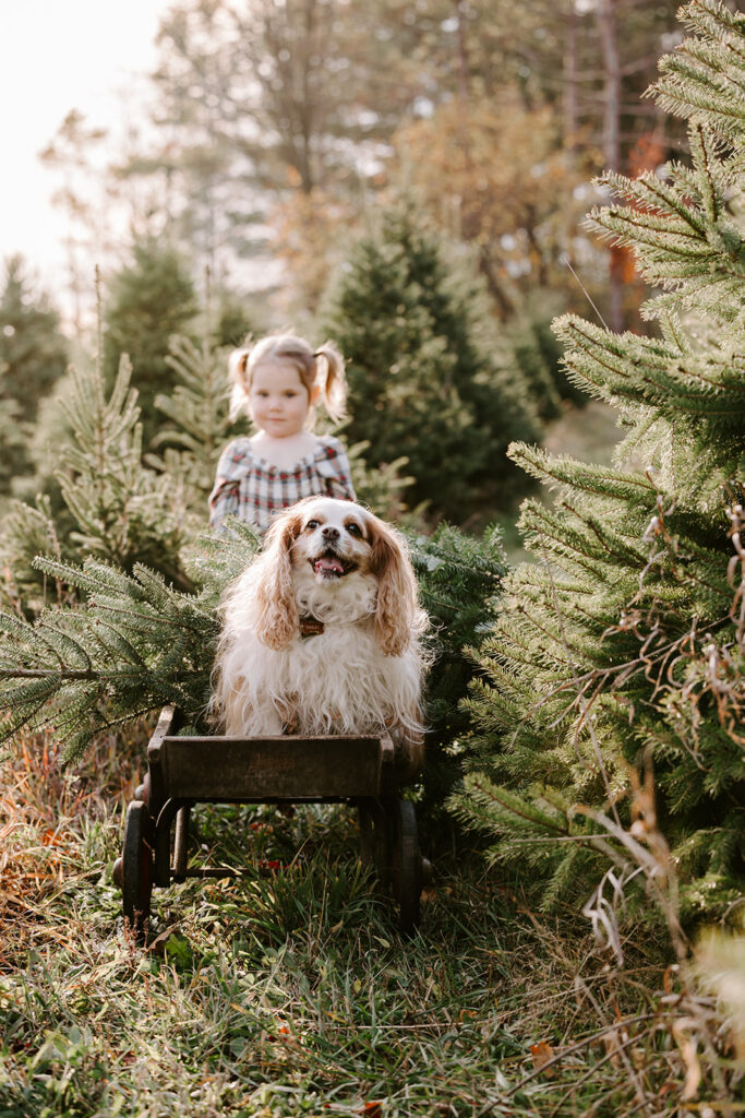 Young girl pulling a dog in a wagon through rows of Christmas trees during a holiday tree farm photo session in Kitchener-Waterloo.